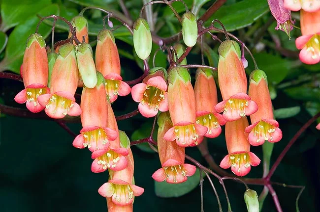 Каланхоэ Мангина (Kalanchoe manginii)