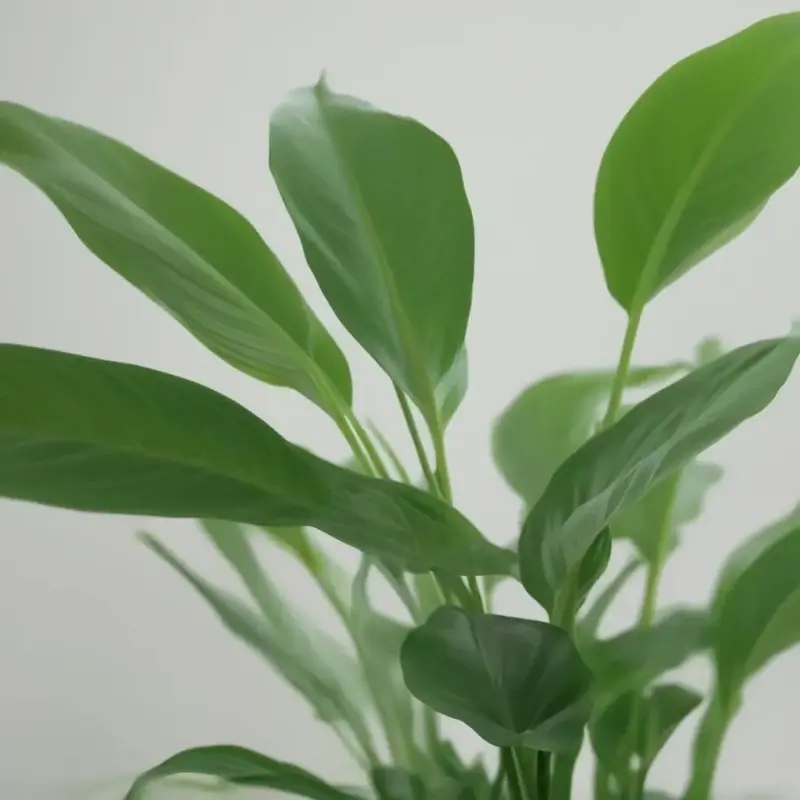 Загадка Женского Счастья: Почему Спатифиллум Отказывается Цвести