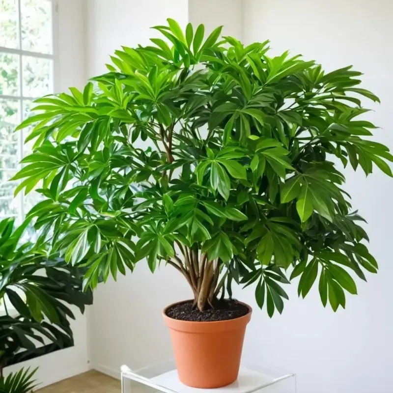 Шеффлера: комплексный уход в домашних условиях