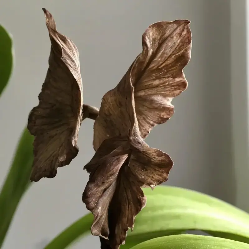 Фитофтороз орхидей: распознавание и угроза для коллекции