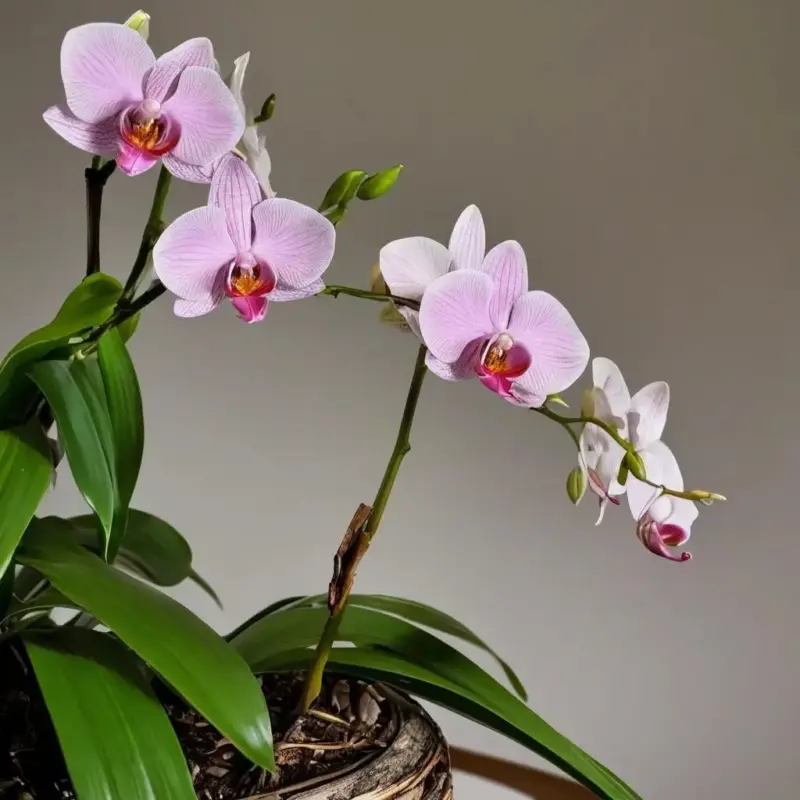 Кора сосны для орхидей: выбор, подготовка и создание оптимального субстрата