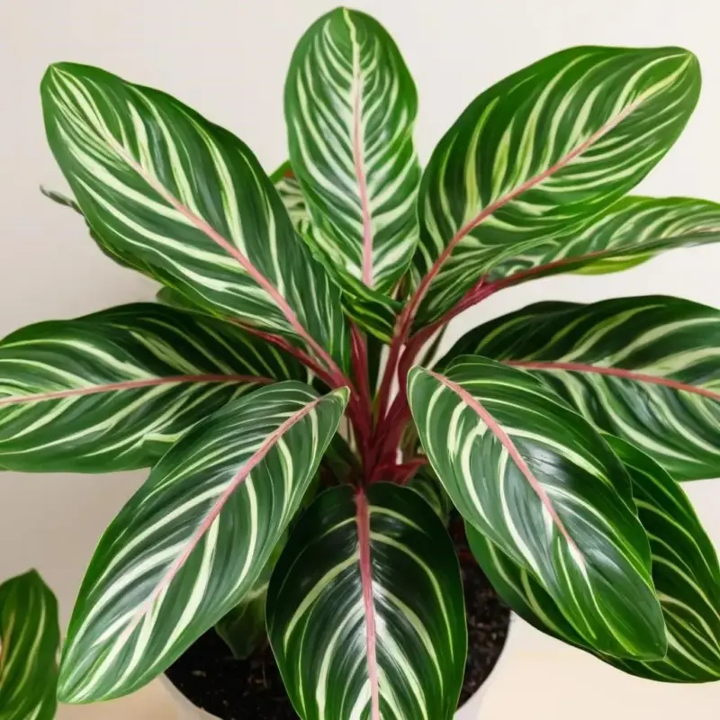 Таинство "Молитвенного Цветка": Почему Маранта Поднимает Листья