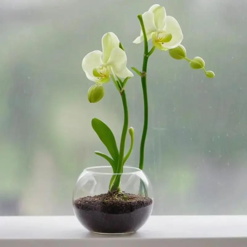 Когда орхидея теряет корни: оценка состояния и первые шаги к спасению