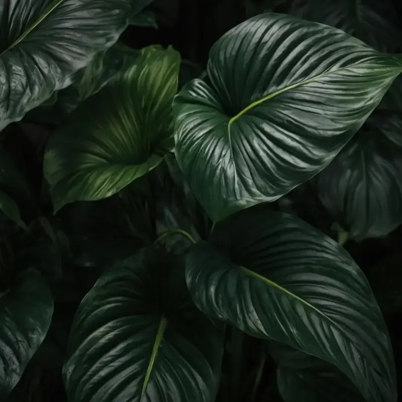 Спатифиллум Когда Женское Счастье Теряет Блеск