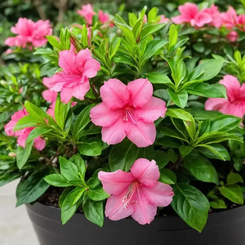 Что делать если азалия увядает после цветения