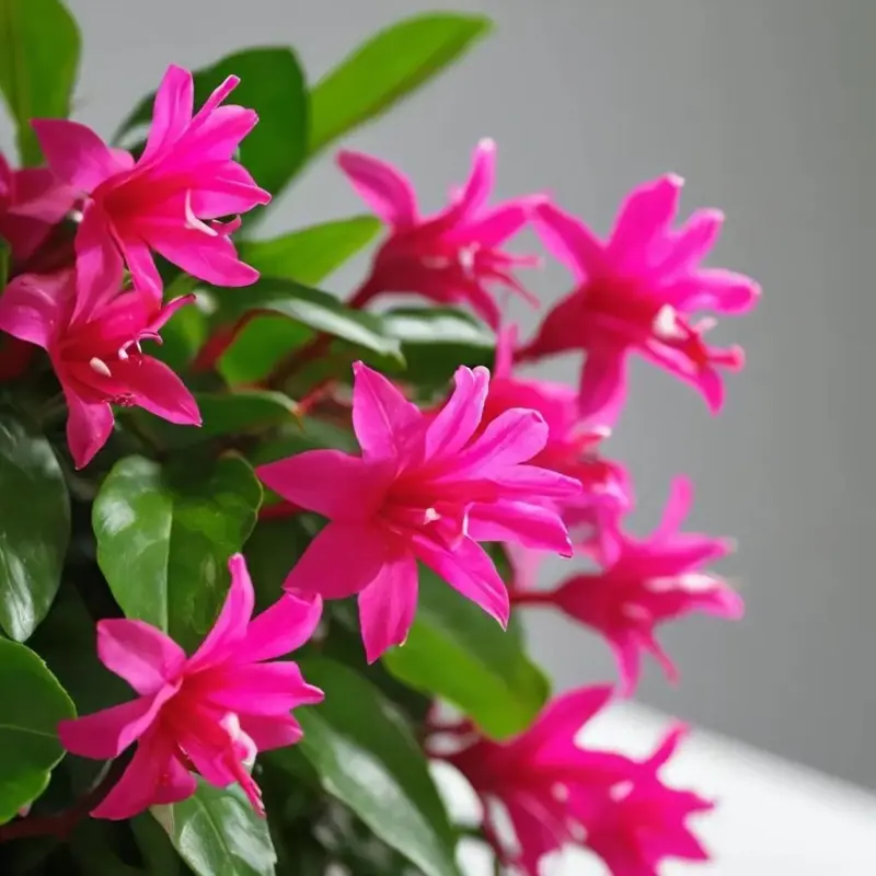 Расцветающий Декабрист: Секреты Обильного Цветения Шлюмбергеры