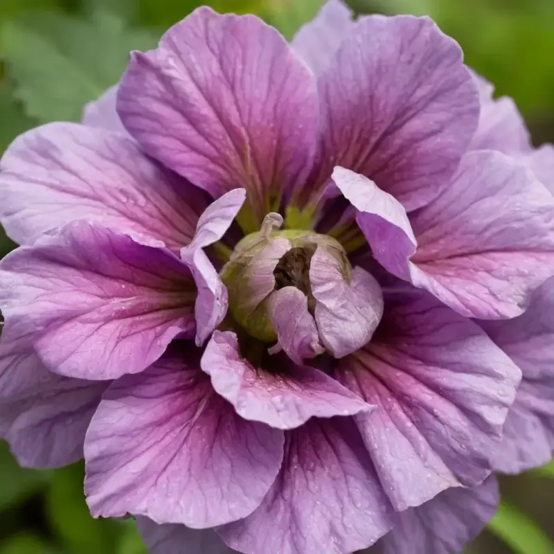 Загадка Серой Гнили: Что Это и Почему Возникает