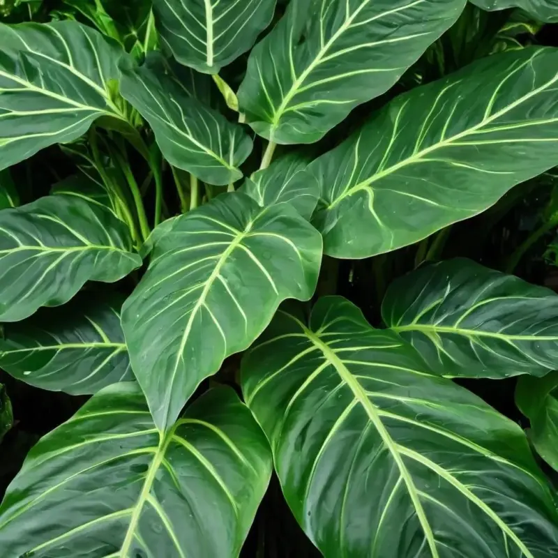 Загадочная Алоказия Откройте для себя мир тропической красоты