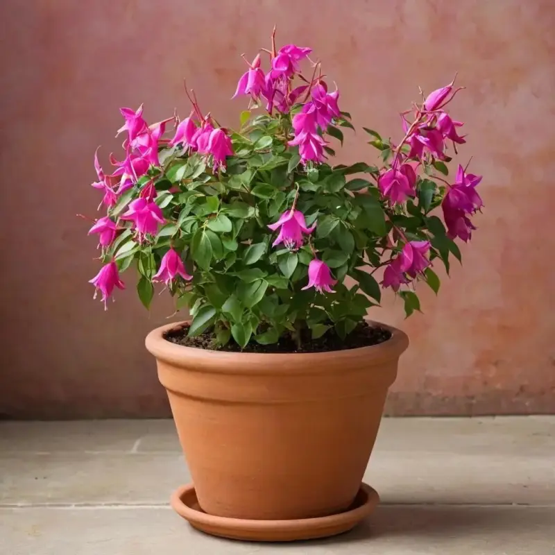 Фуксия: Полное руководство по уходу и выращиванию