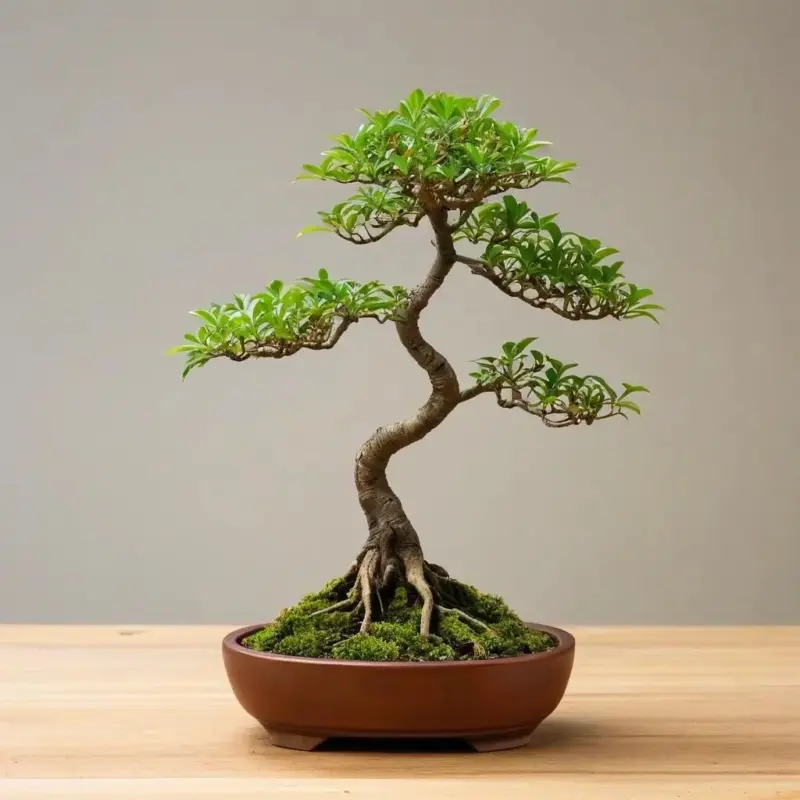 Фикус бонсай: Выращивание, уход и формирование