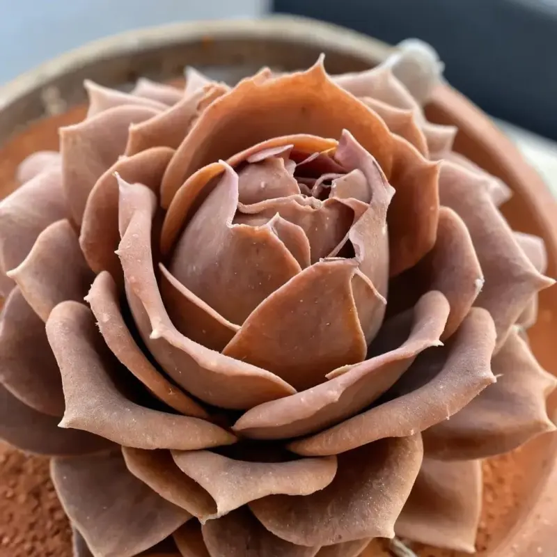 Корневая гниль у суккулентов: скрытая угроза