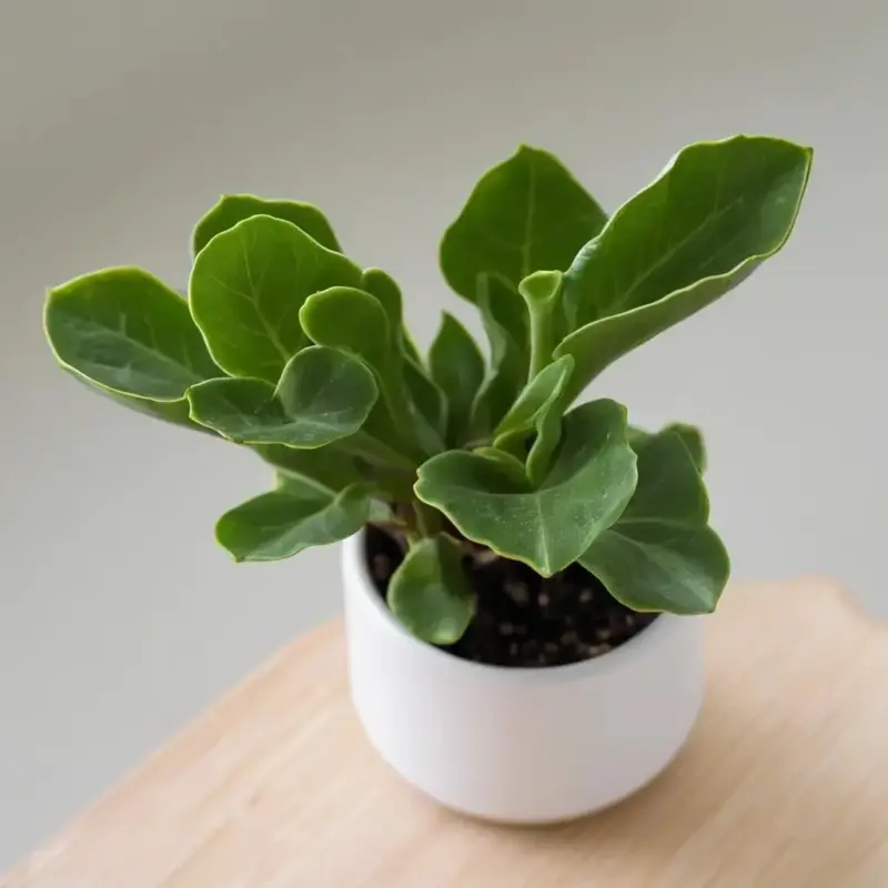 Каланхоэ: Целебная Сила‚ Домашний Уход и Секреты Цветения