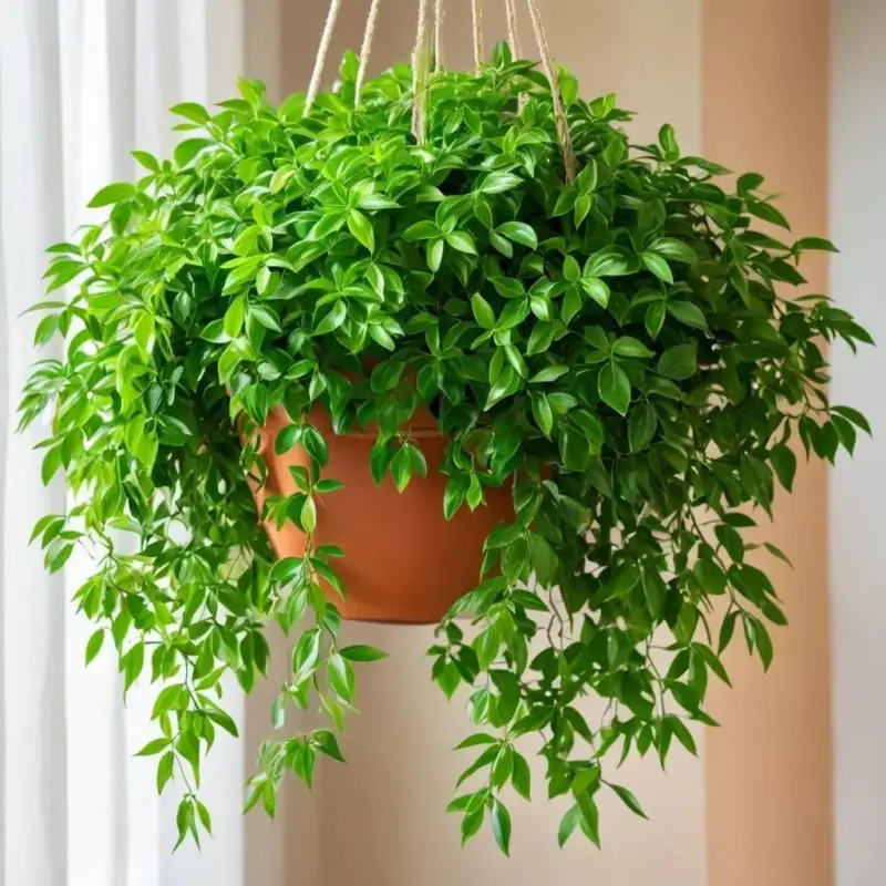 Формирующая обрезка ампельных растений: прищипывание и обрезка для пышности