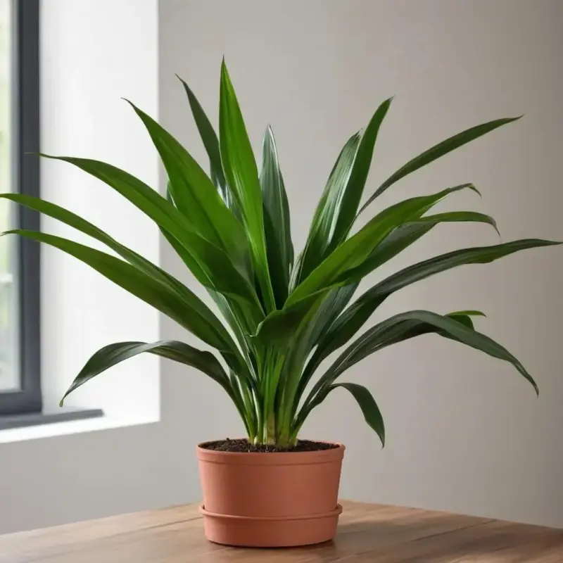 Аспидистра: стойкое растение для любого интерьера