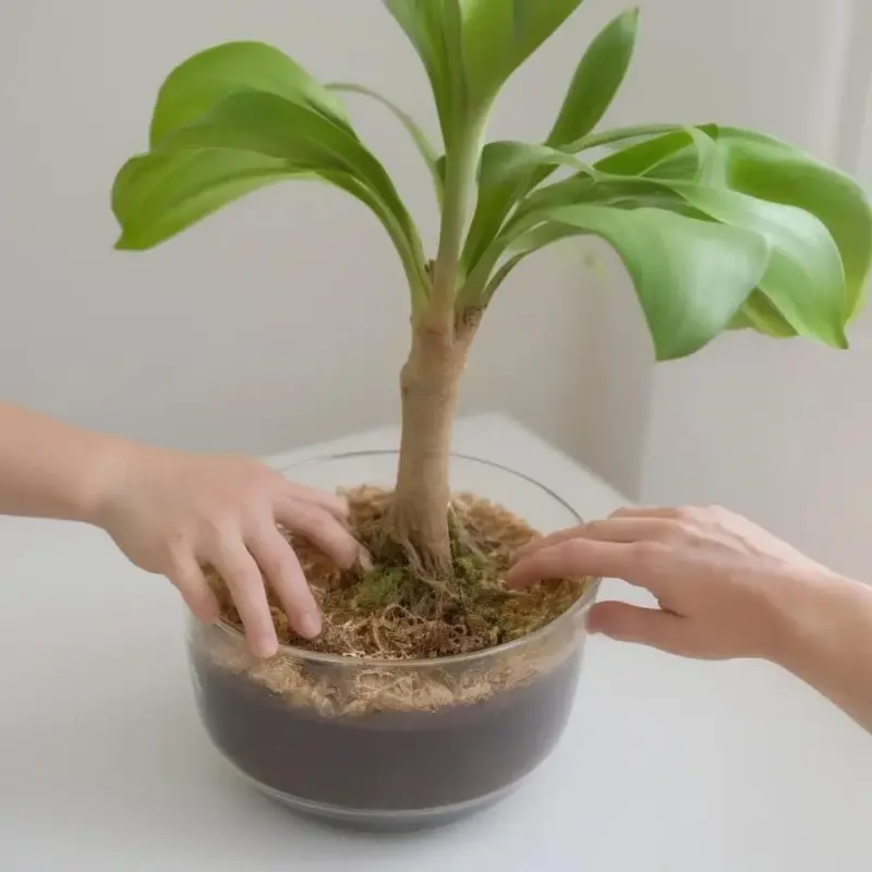 Основы успешной пересадки орхидеи: когда и почему это важно