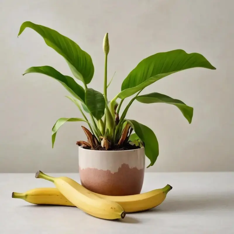 Ценность Банановой Кожуры для Комнатных Растений