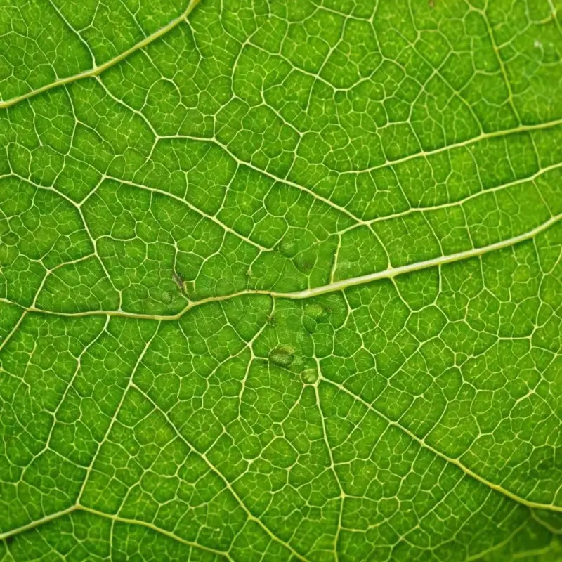 Распознавание щитовки и ложнощитовки: симптомы поражения растений‚ липкий налет на листьях и сажистый грибок