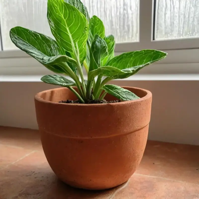 Плесневый запах в горшке: Причины, устранение и профилактика