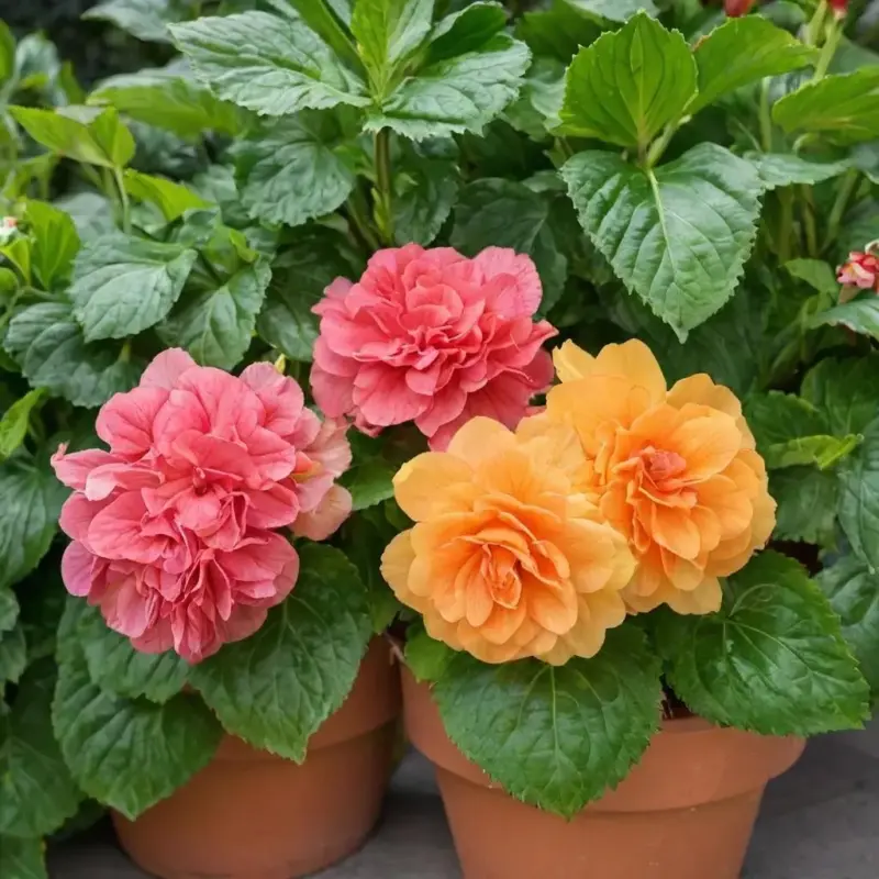 Бегония: виды, уход и секреты пышного цветения