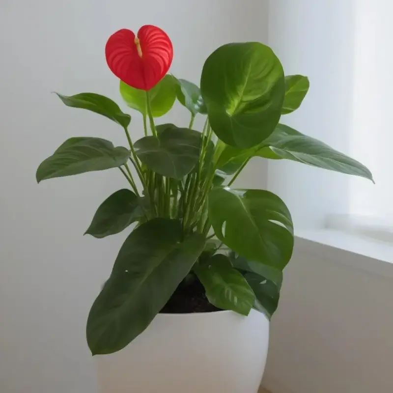 Основные принципы ухода за антуриумом для постоянного цветения