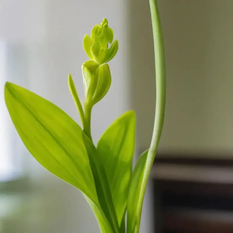 Размножение орхидей детками: предпосылки и подготовка