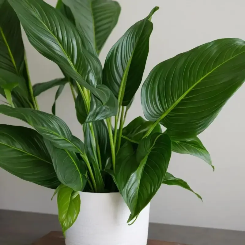 Почему спатифиллум не цветет: раскрываем тайны женского счастья