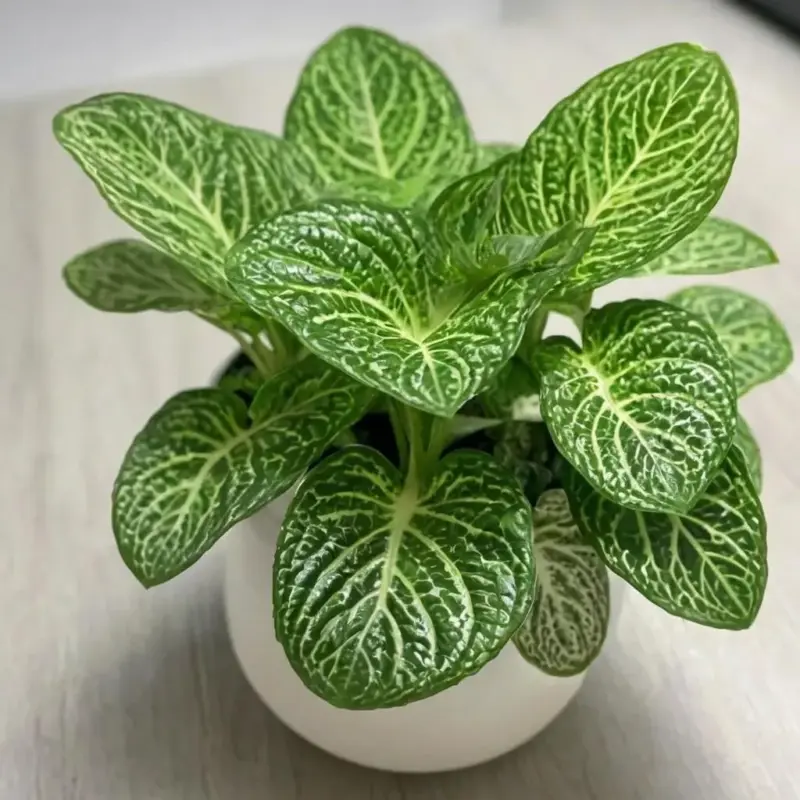 Фиттония: уход, проблемы и размножение