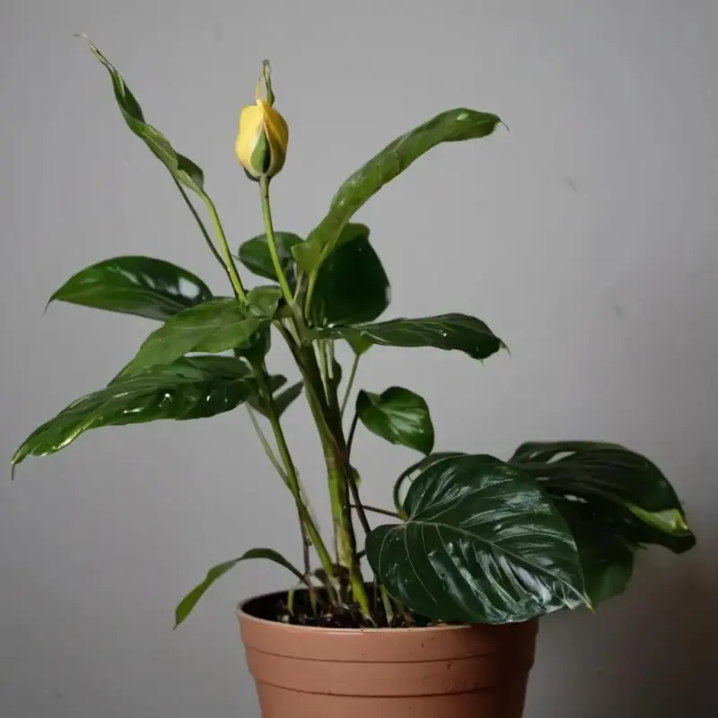 Перелив растений: как распознать и предотвратить