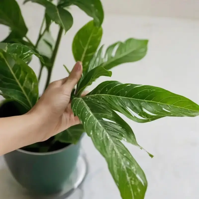 Как избавиться от паутинного клеща на комнатных растениях в домашних условиях